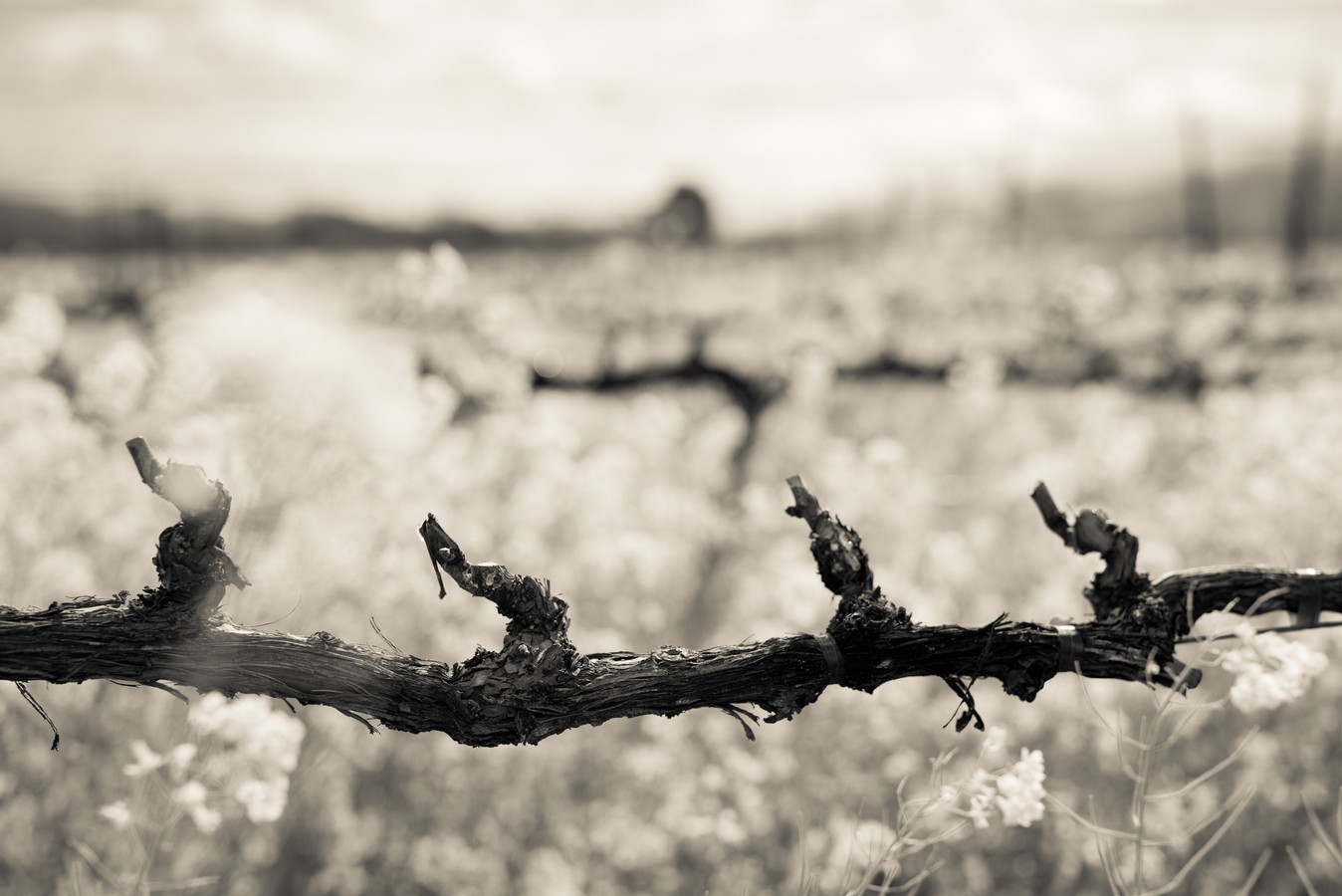 Artistic shot of grape vines with heavy bokeh